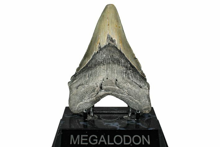 Serrated, Fossil Megalodon Tooth - North Carolina #343386
